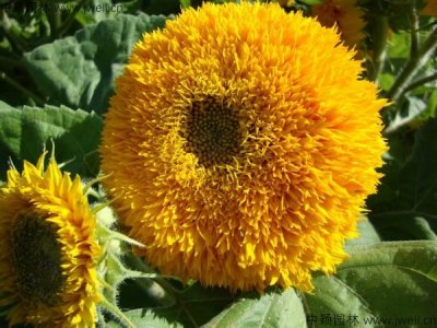 矮向日葵、景观花海比较常种植花草的种类及种植时间