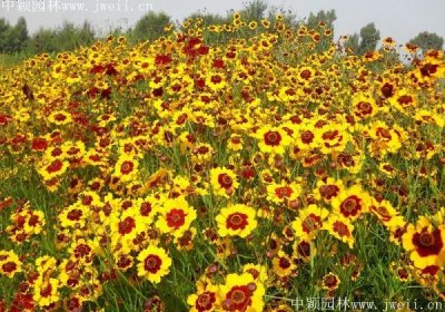 浅谈花海的风格类型有那几个