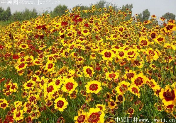 1577956611896467.jpg 野菊花16.jpg