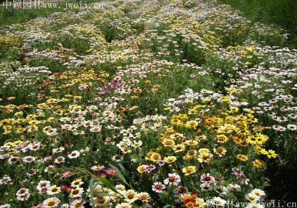 1578104818120815.jpg 野菊花13.jpg