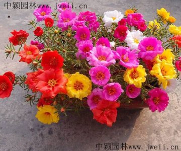 太阳花、论花海的起源与发展历史是什么时候