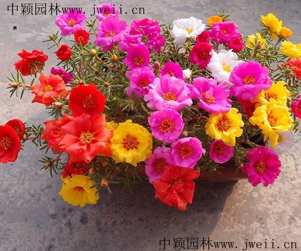 1578552836929068.jpg 太阳花2.jpg