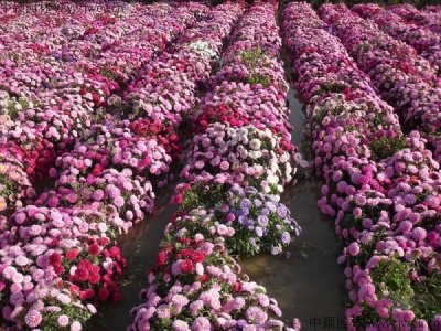 野花组合、关于景观花海种植花的深刻含义是什么？