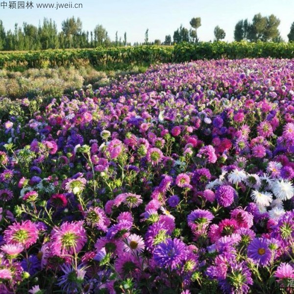 1579144654108361.jpg 翠菊-(18).jpg