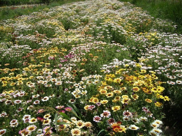 1579144725180427.jpg 花环菊-(6).jpg