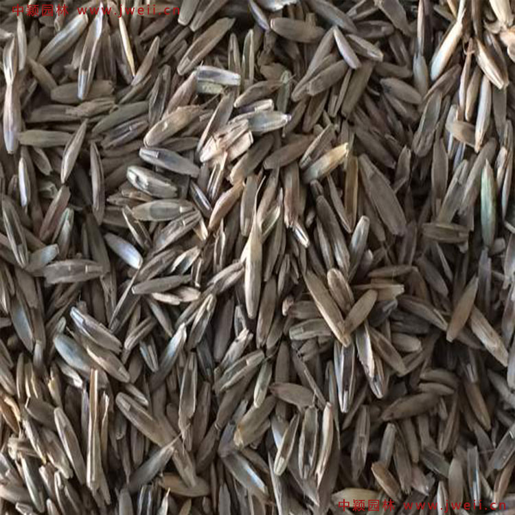 1579145280421602.jpg 多年生黑麦草2.jpg