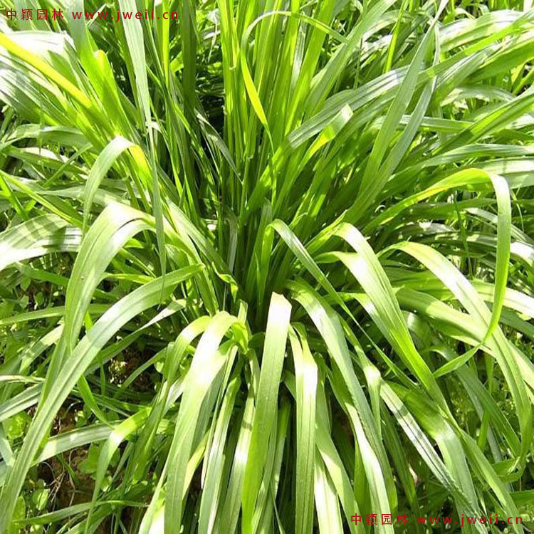 1579145472361236.jpg 黑麦草5.jpg