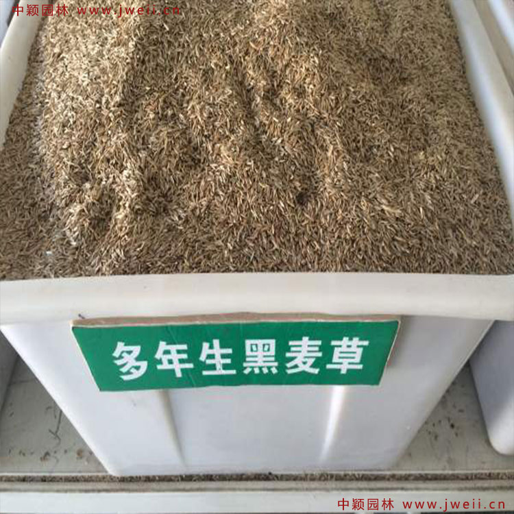 1579314592290852.jpg 多年生黑麦草.jpg