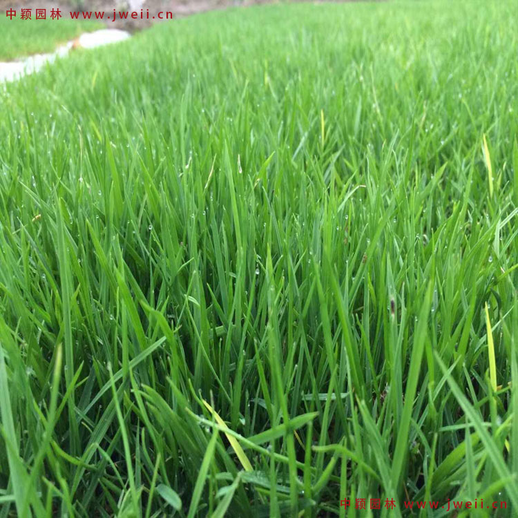 1579314611135213.jpg 黑麦草4.jpg