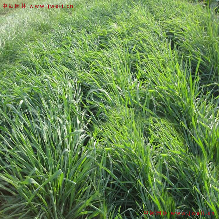 1579314640605741.jpg 黑麦草7.jpg
