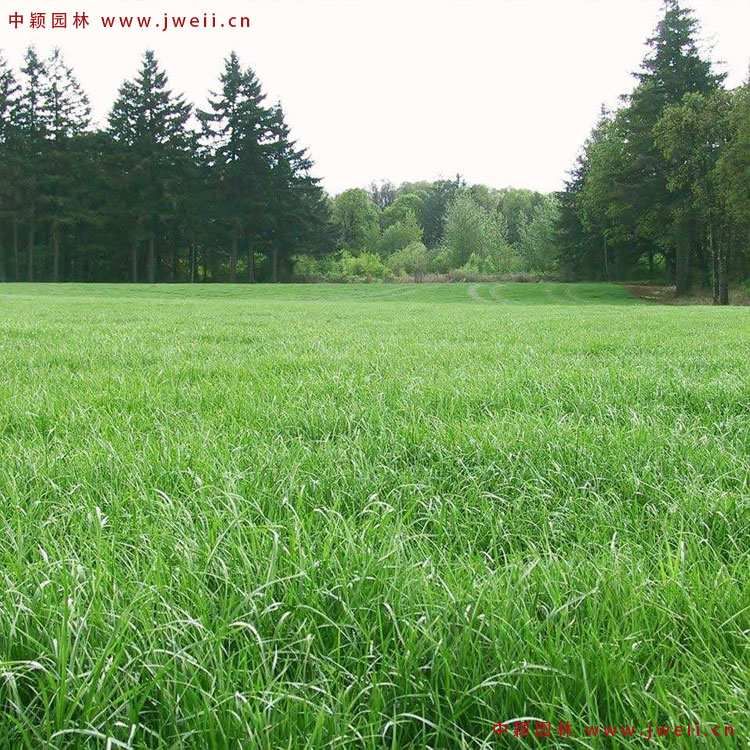 1579314793695778.jpg 黑麦草3.jpg