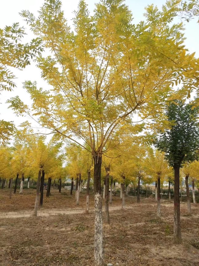 黄金槐 (26).jpg