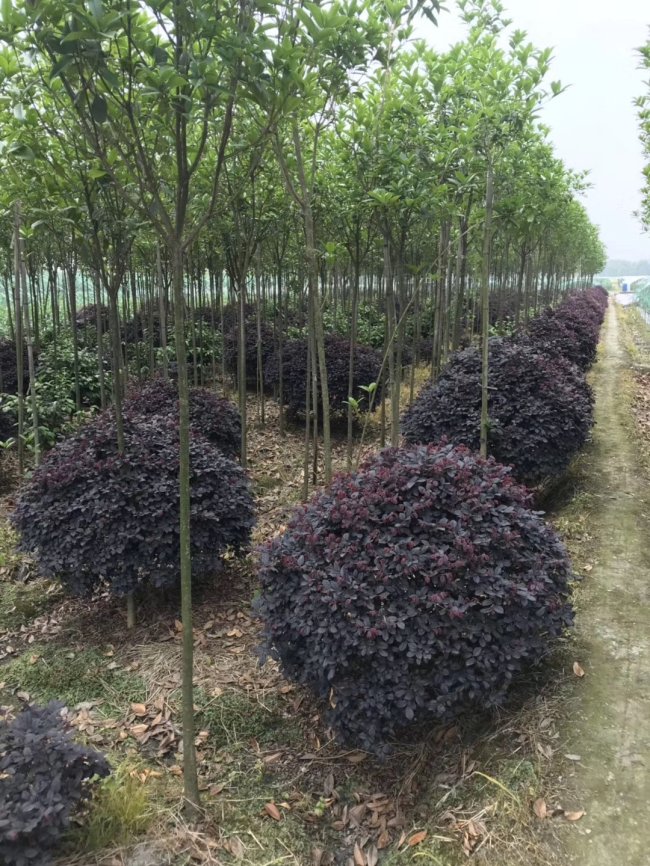 继木 (14).jpg