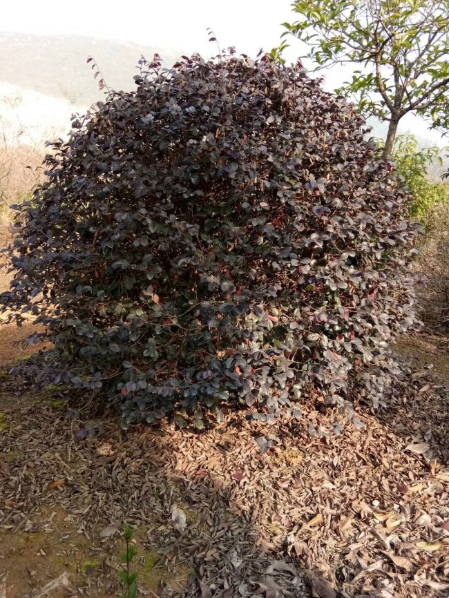 继木 (2).jpg
