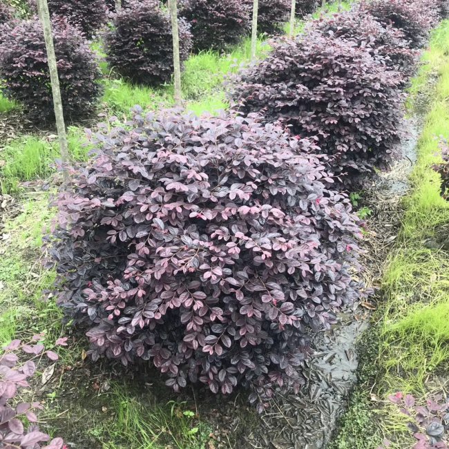 继木 (11).jpg