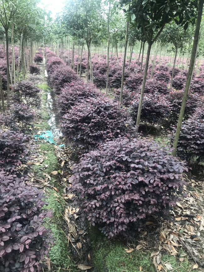 继木 (12).jpg