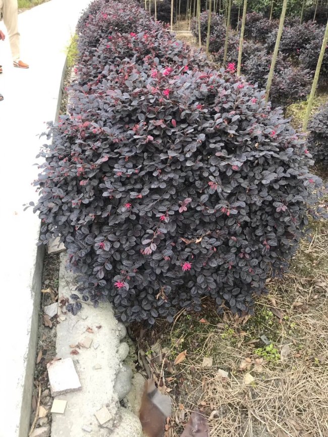 继木 (13).jpg
