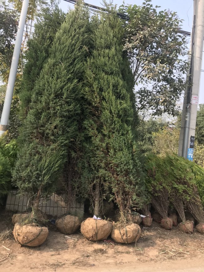1582028699630573.jpg 蜀桧 (11).jpg