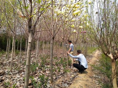 黄玉兰什么时候栽植比较好？