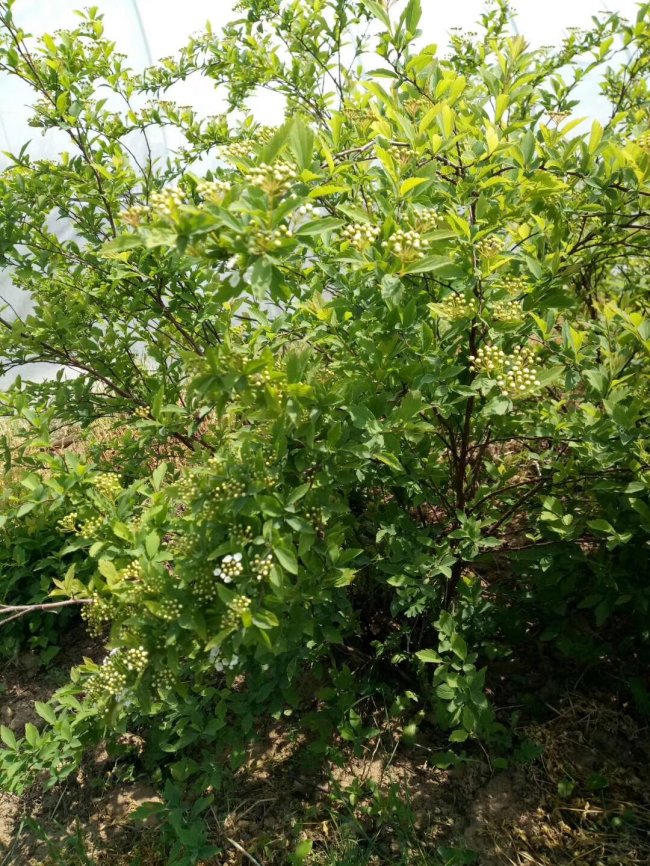 贴梗海棠 (3).jpg