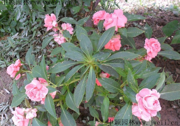 长春花6.jpg