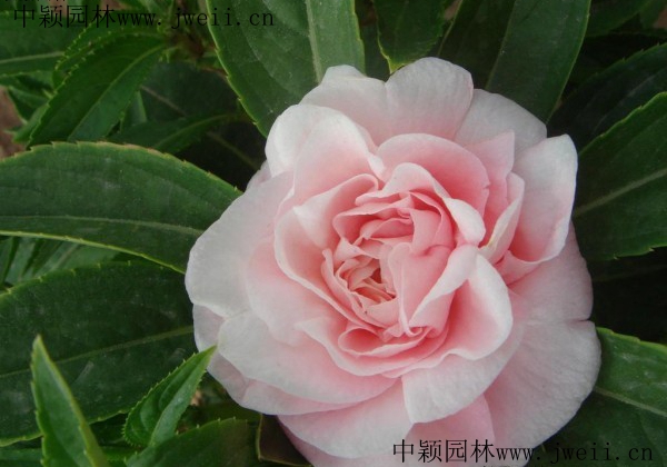 长春花10.jpg