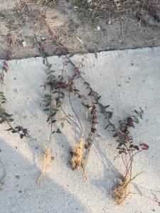 市场上最便宜的扶芳藤在哪里？