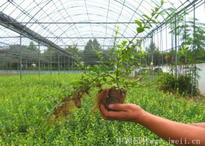 扶芳藤什么时候栽植比较好？