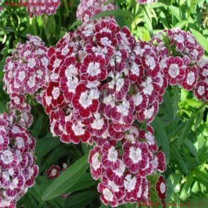 花卉种子——简述关于种植花草树木需关注的方面有哪些