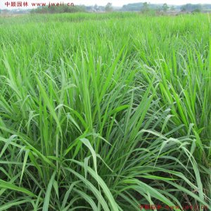 一亩皇竹草能养几只羊？