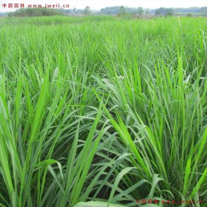 一亩黑麦草能养几只牛？