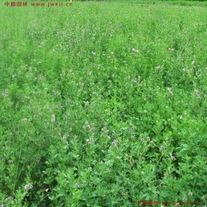 养羊种什么牧草比较好？