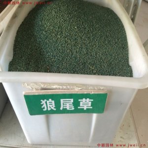 养牛种什么草最好？