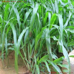 养牛用哪几种牧草比较好？