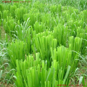 皇竹草种植技术？