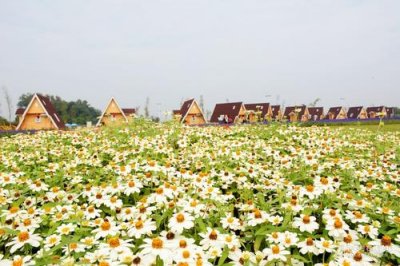 花卉种子 壮丽的花海景观是如何建造的