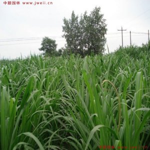 甜象草和皇竹草哪个好？