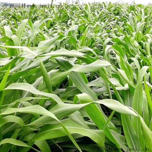 牧草玉米草种子价格？
