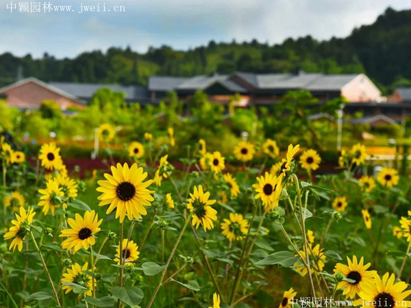 多头向日葵1.jpeg
