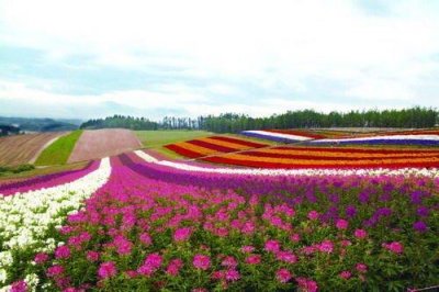 进口花卉种子 如何养护景观花海的施工呢？