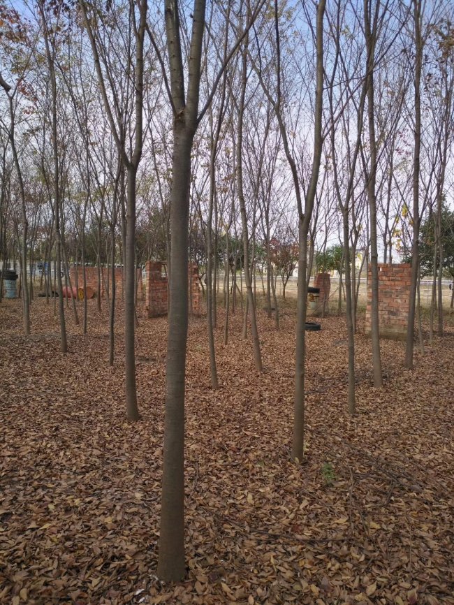 1585724602459129.jpg 榉树 (14).jpg