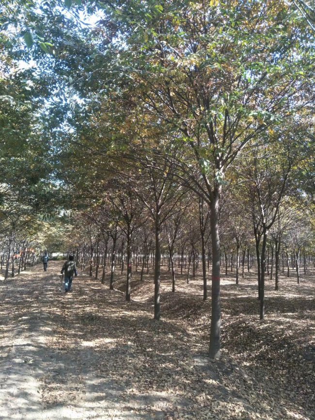 1585724661115083.jpg 榉树 (22).jpg