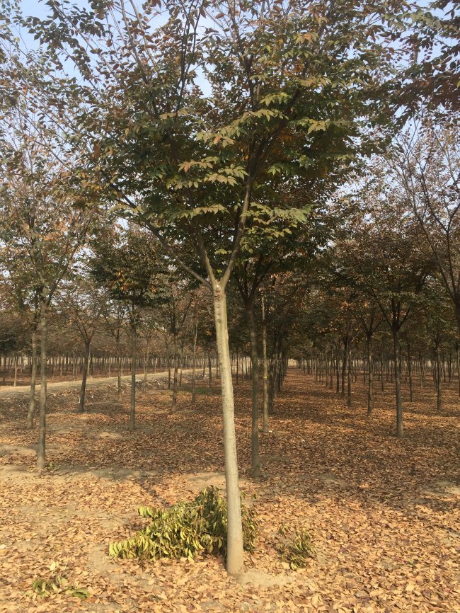 1585724680121572.jpg 榉树 (27).jpg