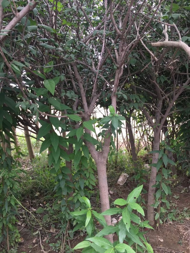 腊梅 (12)的副本.jpg