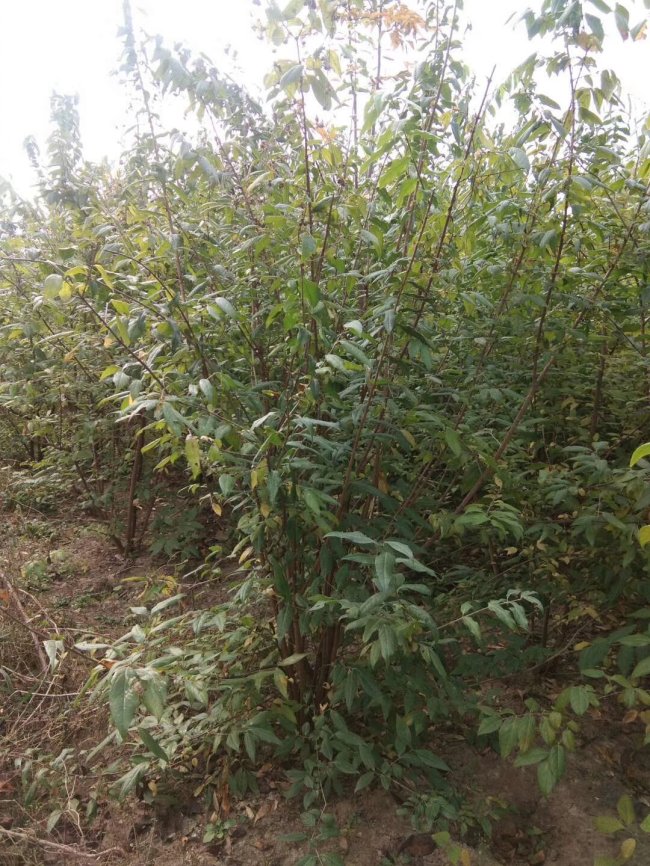 腊梅 (5)的副本.jpg