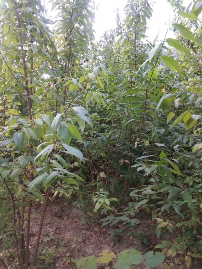 腊梅 (6)的副本.jpg