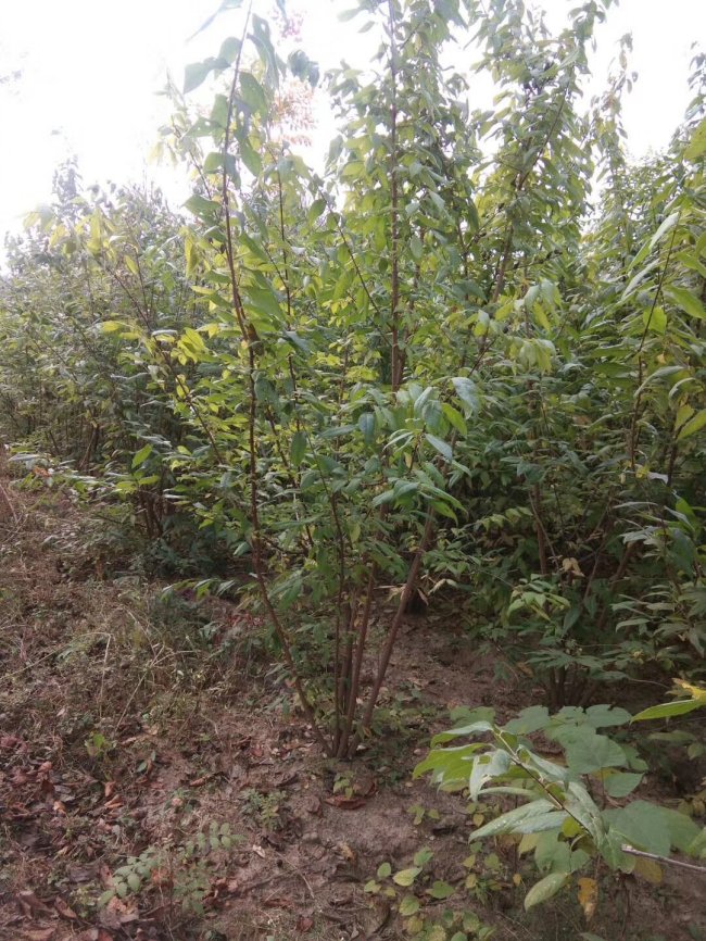 腊梅 (7)的副本.jpg