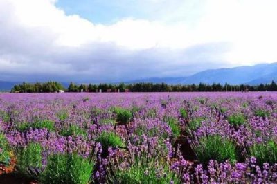 怎样播种花海 花海植物景观建设与维护技术管理