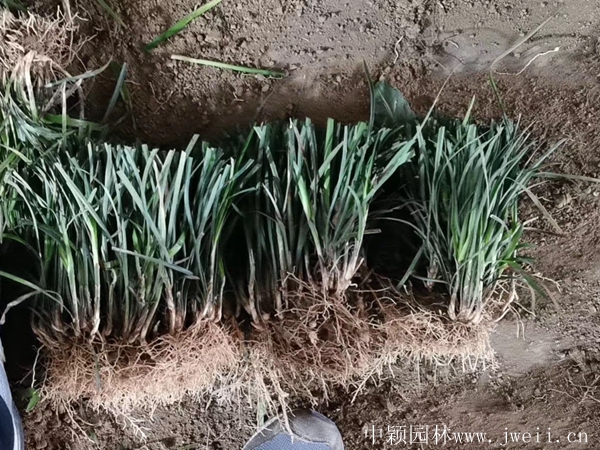 1587902867822776.jpg 细叶麦冬7.jpg