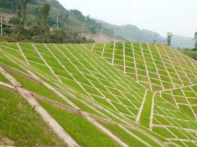 护坡草坪种子 常见的五种护坡草的品种
